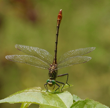 Dromogomphus armatus, female